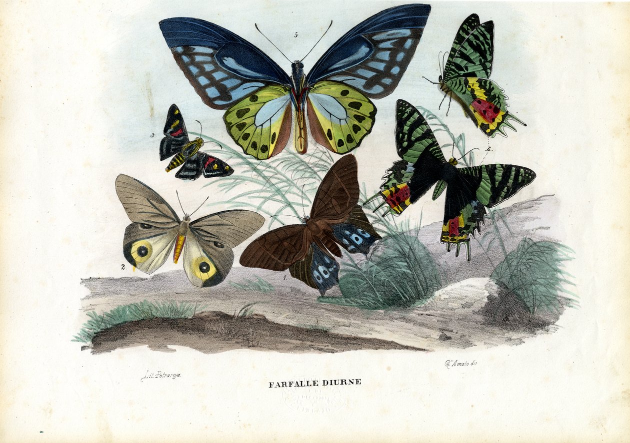 Borboletas, 1863-79 de Raimundo Petraroja