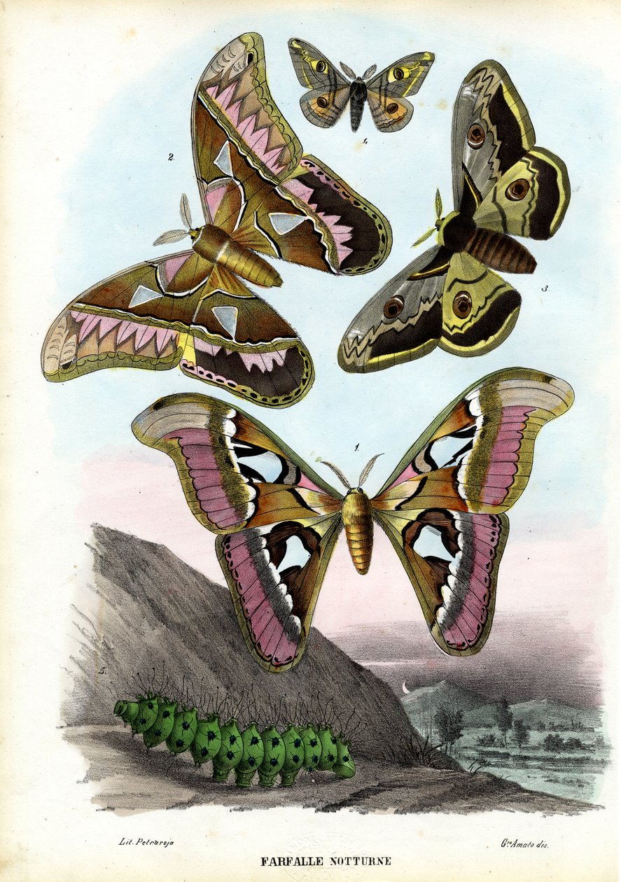 Borboletas, 1863-79 de Raimundo Petraroja