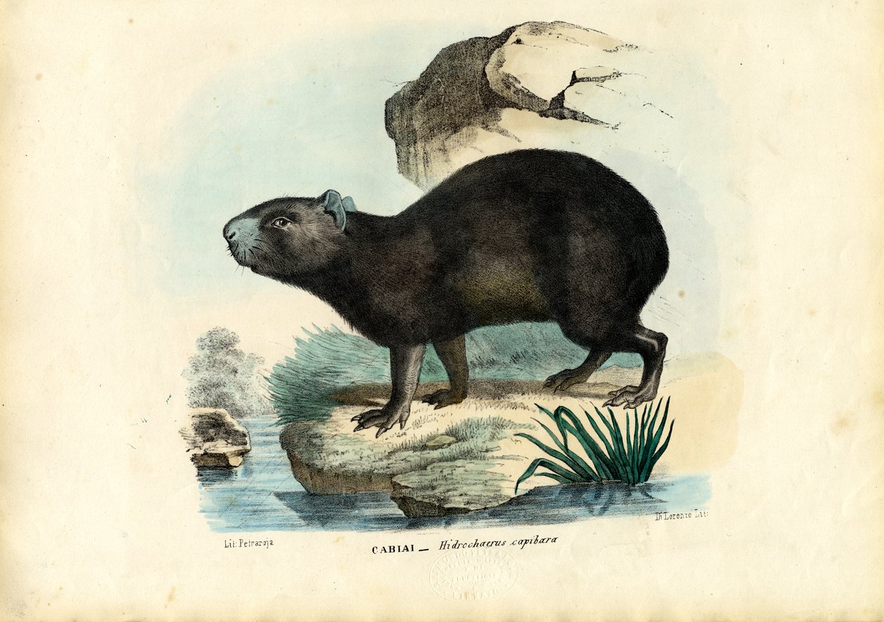 Capibara, 1863-79  de Raimundo Petraroja