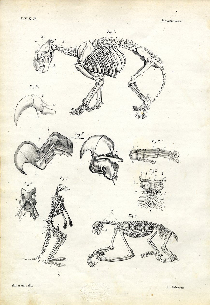 Gato, 1863-79 de Raimundo Petraroja