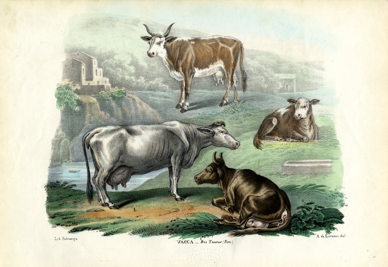 Gado, 1863-79 de Raimundo Petraroja