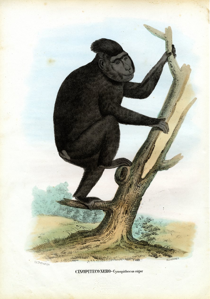 Celebes Ape, 1863-79 de Raimundo Petraroja