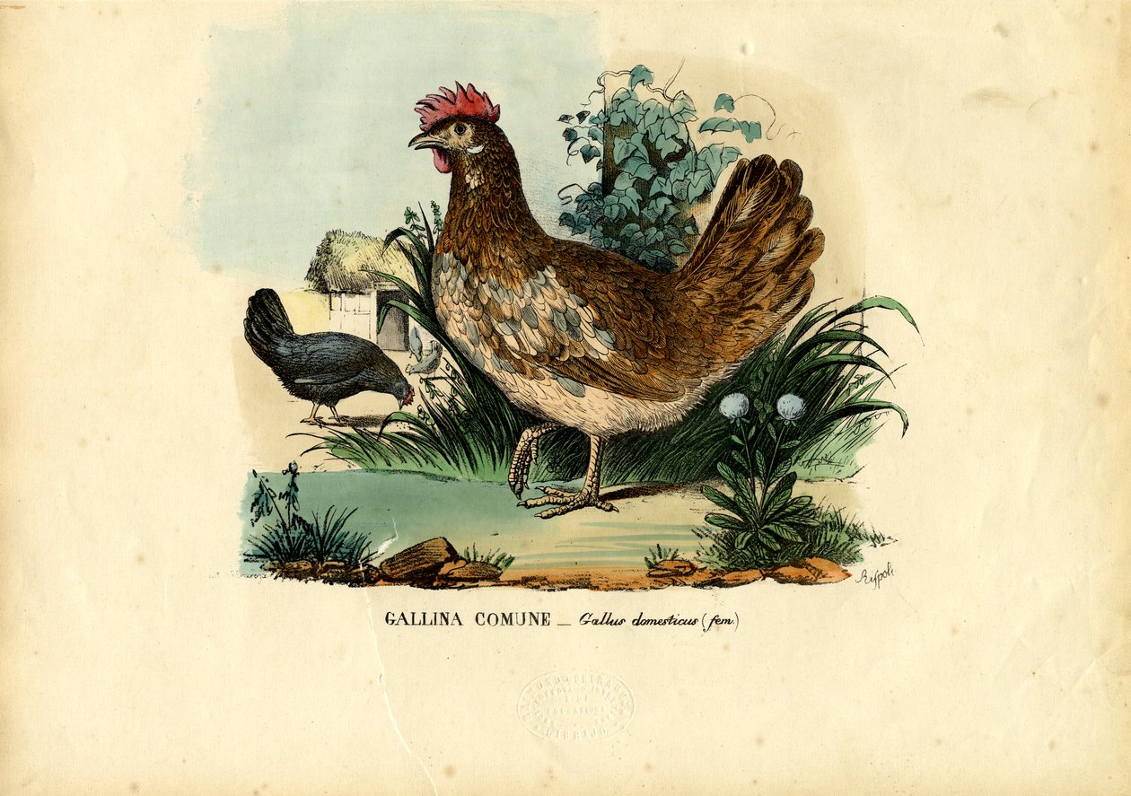Frango, 1863-79 de Raimundo Petraroja