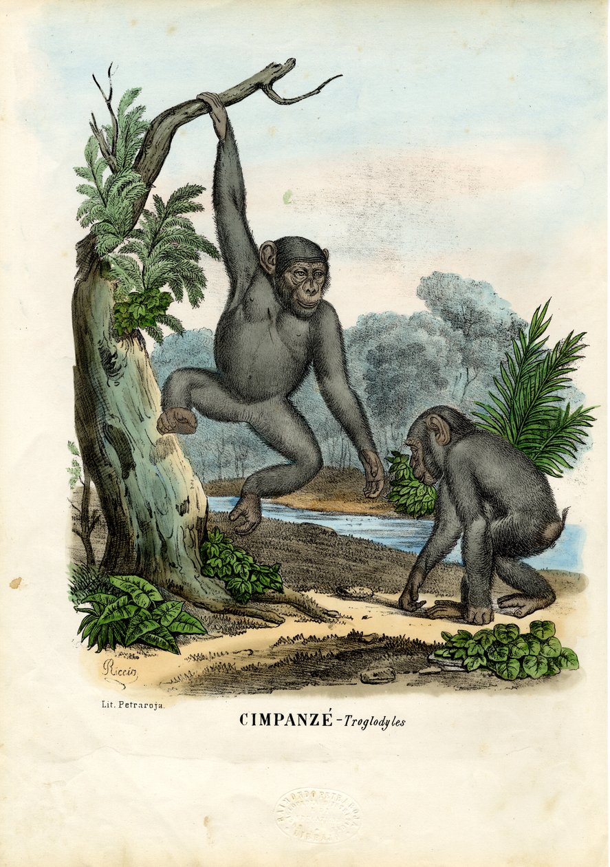 Chimpanzé, 1863-79 de Raimundo Petraroja
