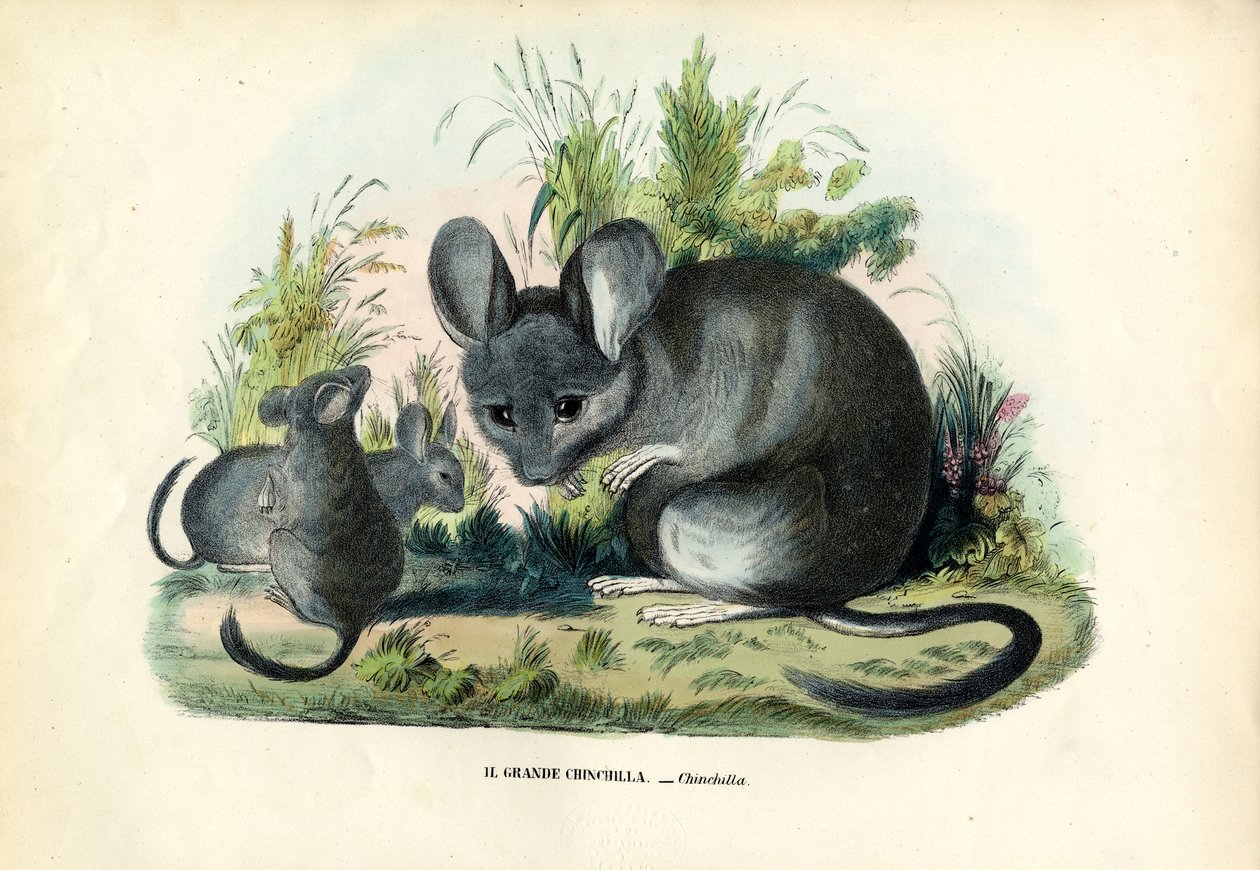 Chinchila, 1863-79 de Raimundo Petraroja