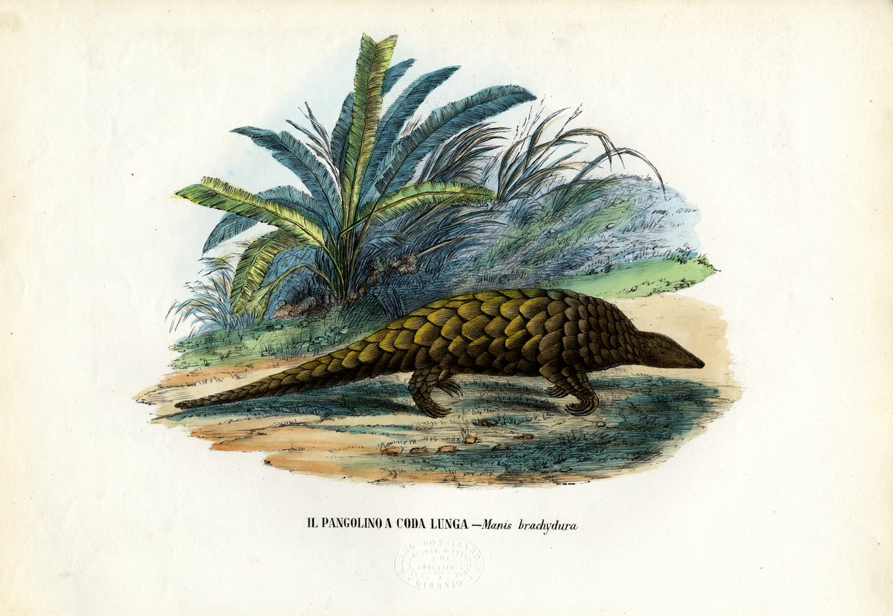 Chinês, 1863-79 de Raimundo Petraroja
