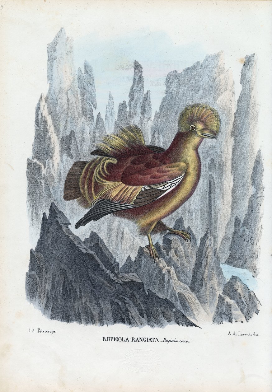 Cock-Of-The-Rock, 1863-79 de Raimundo Petraroja