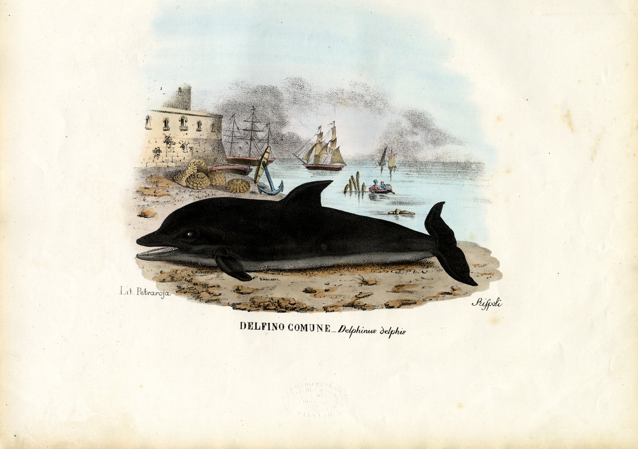 Golfinho Comum, 1863-79 de Raimundo Petraroja