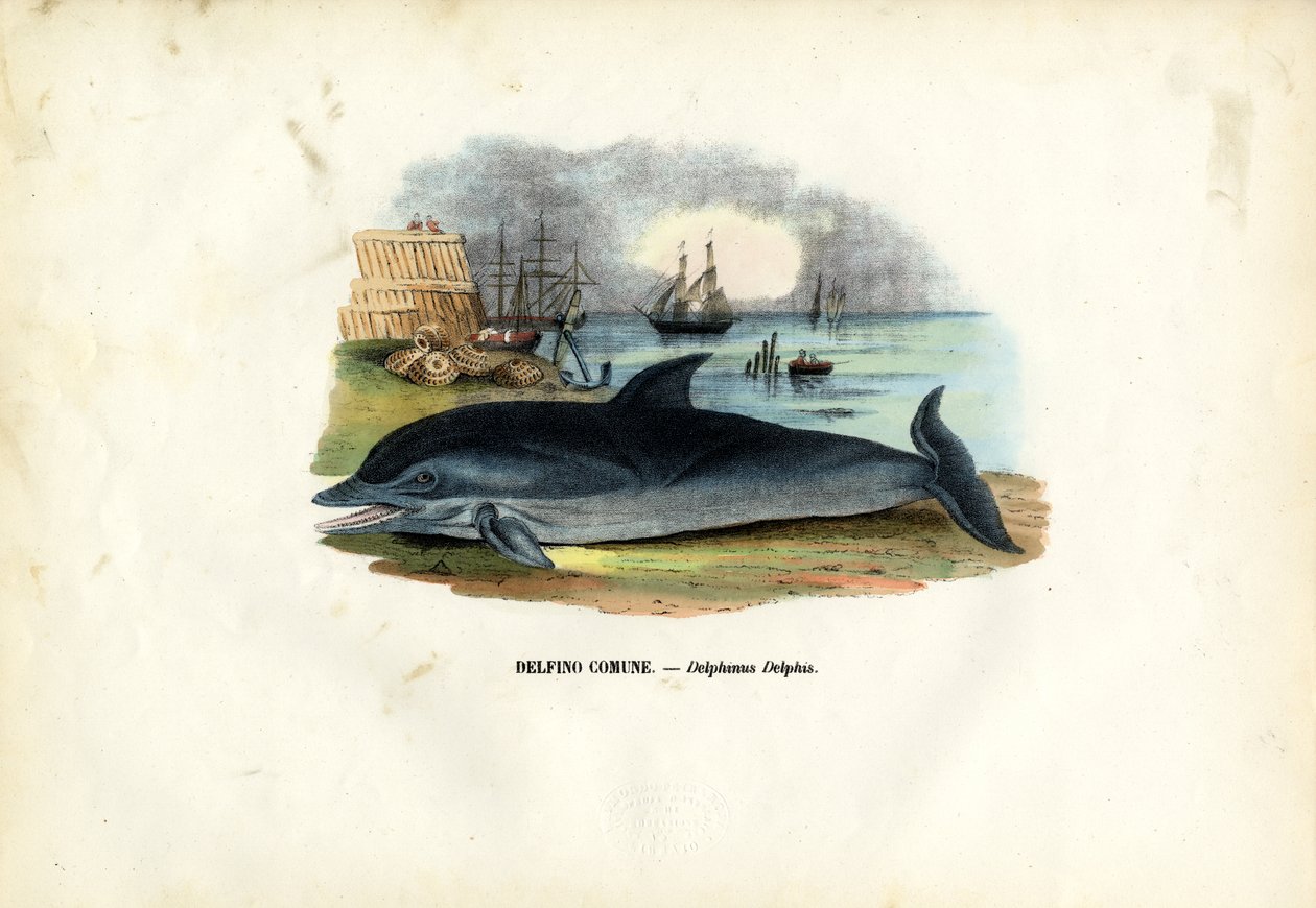 Golfinho Comum, 1863-79 de Raimundo Petraroja