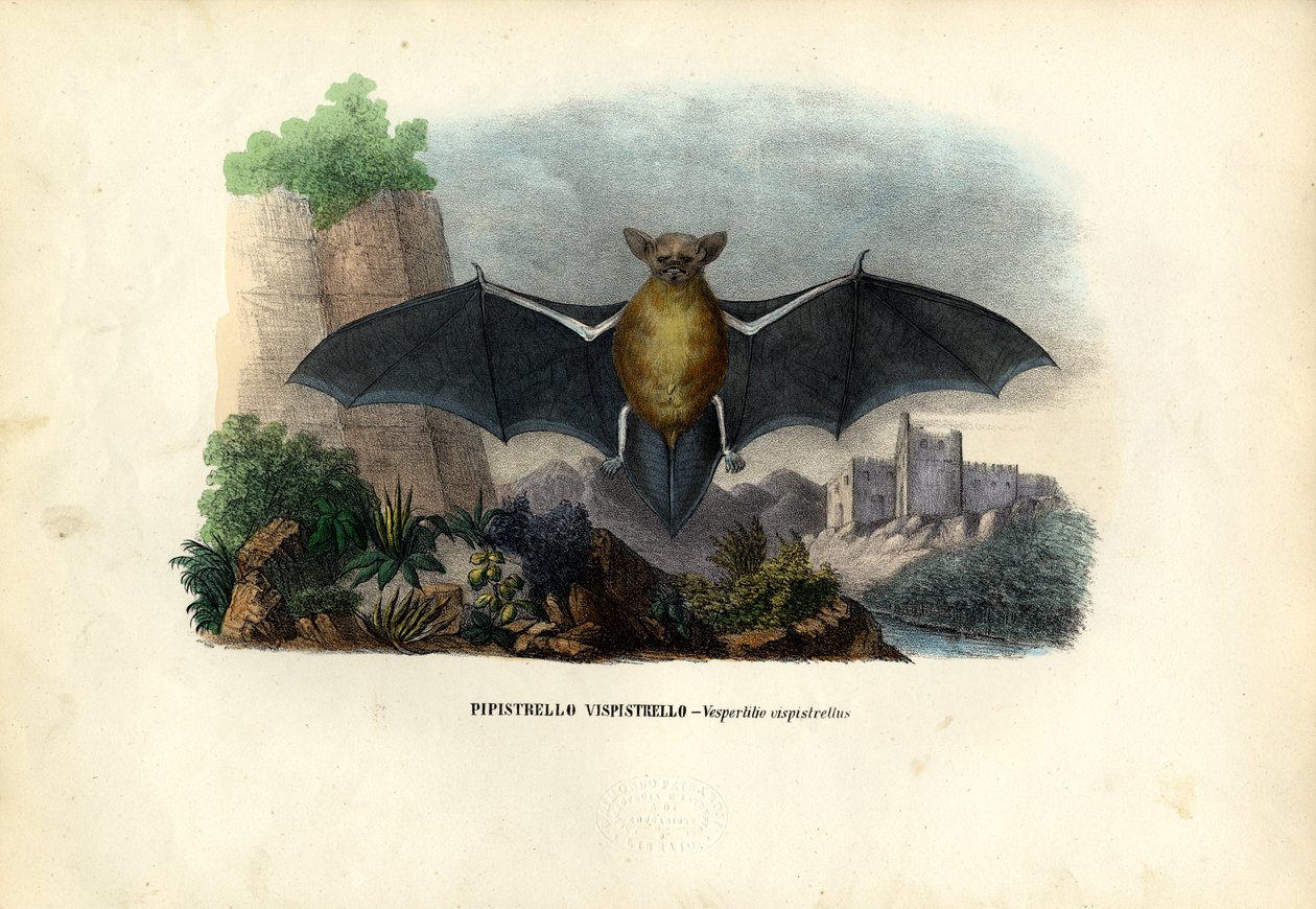 Pipistrelle Comum, 1863-79 de Raimundo Petraroja