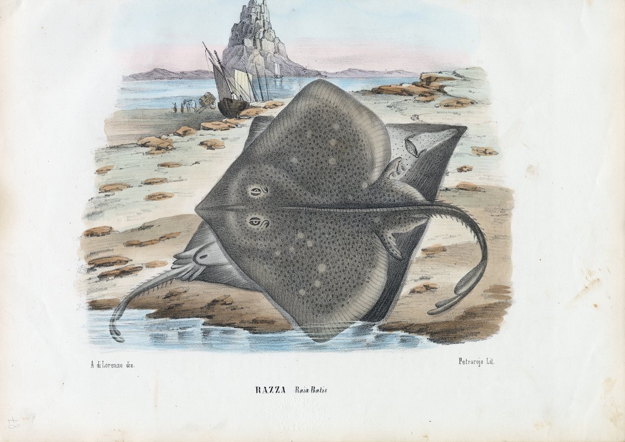 Patim Comum, 1863-79 de Raimundo Petraroja