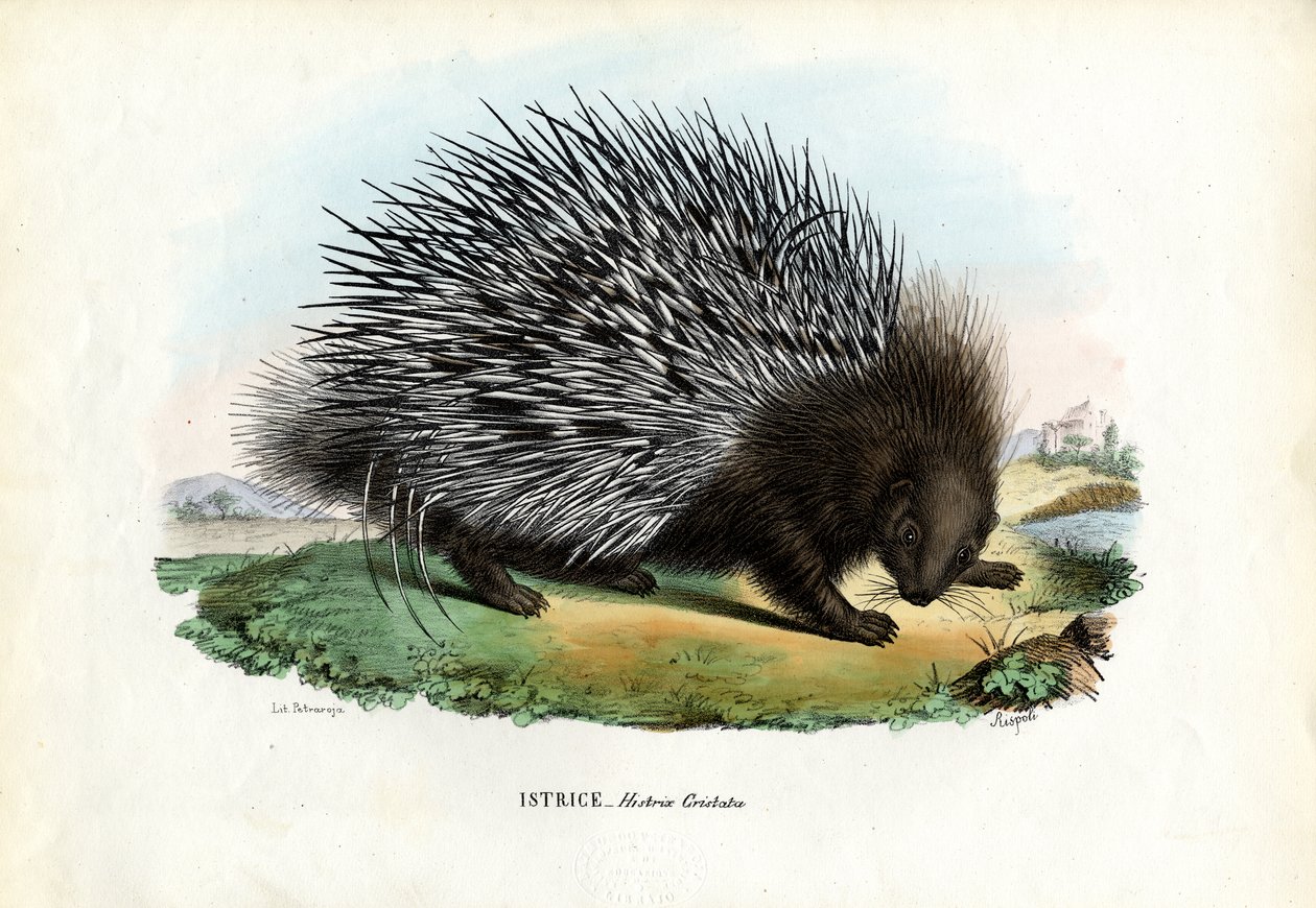 Porco-espinho Crested, 1863-79 de Raimundo Petraroja