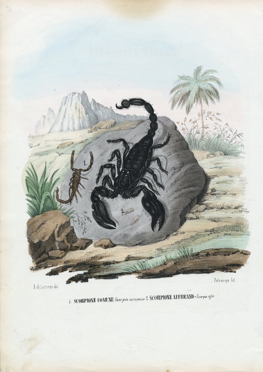 Crustáceos, 1863-79 de Raimundo Petraroja
