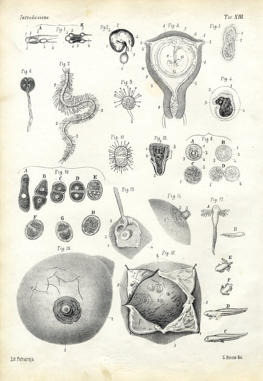 Desenvolvimento, 1863-79 de Raimundo Petraroja