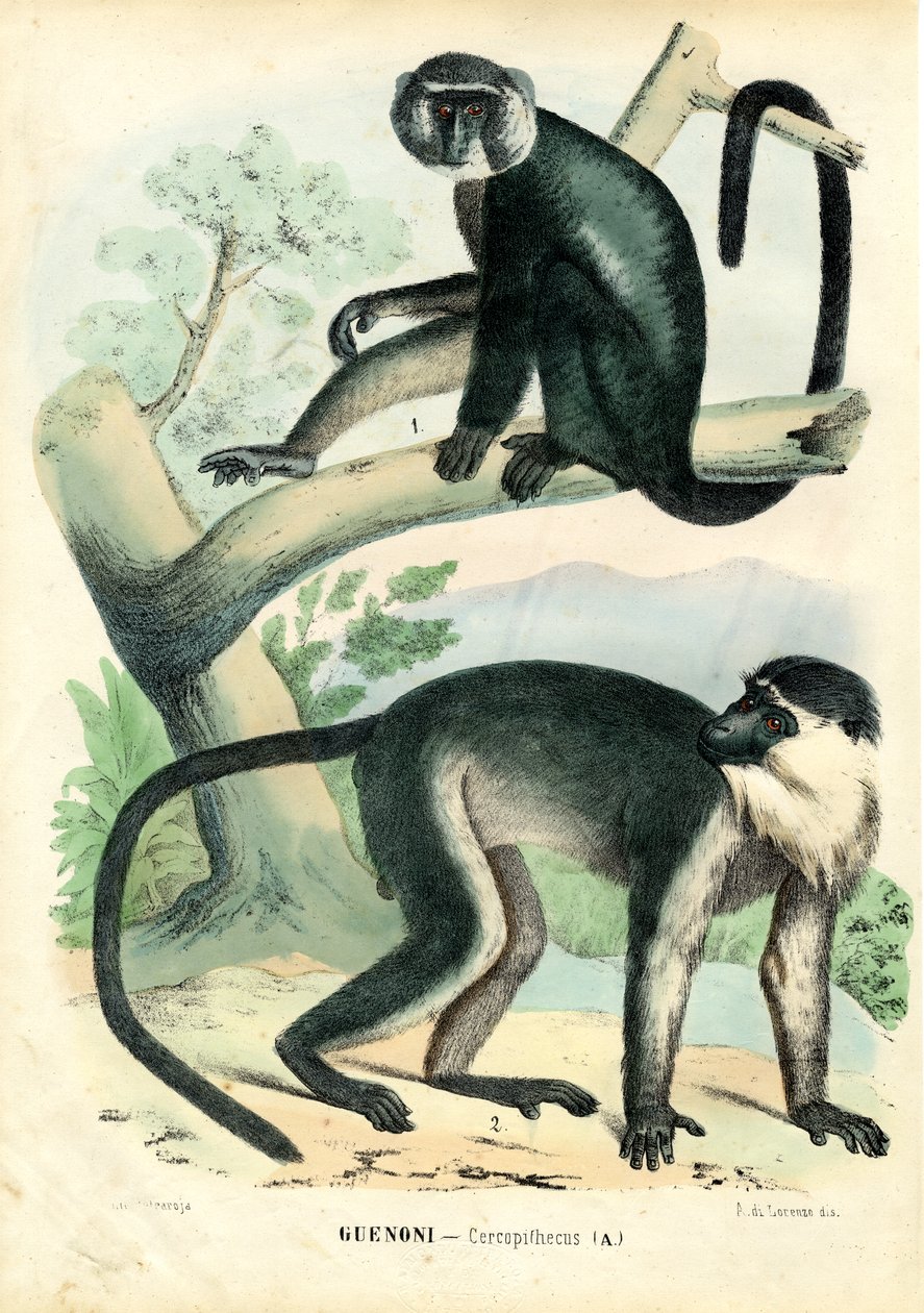 Diana Monkey, 1863-79 de Raimundo Petraroja