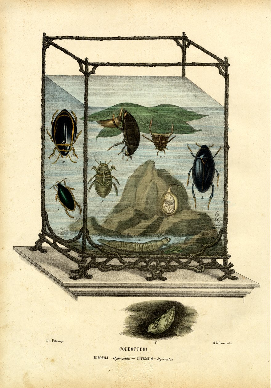 Mergulho e besouros de água, 1863-79 de Raimundo Petraroja
