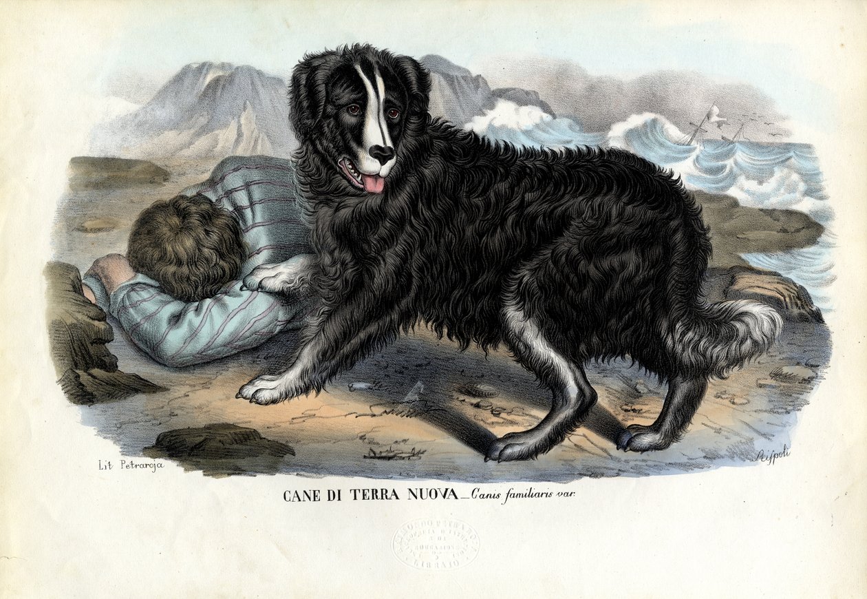 Cães, 1863-79 de Raimundo Petraroja