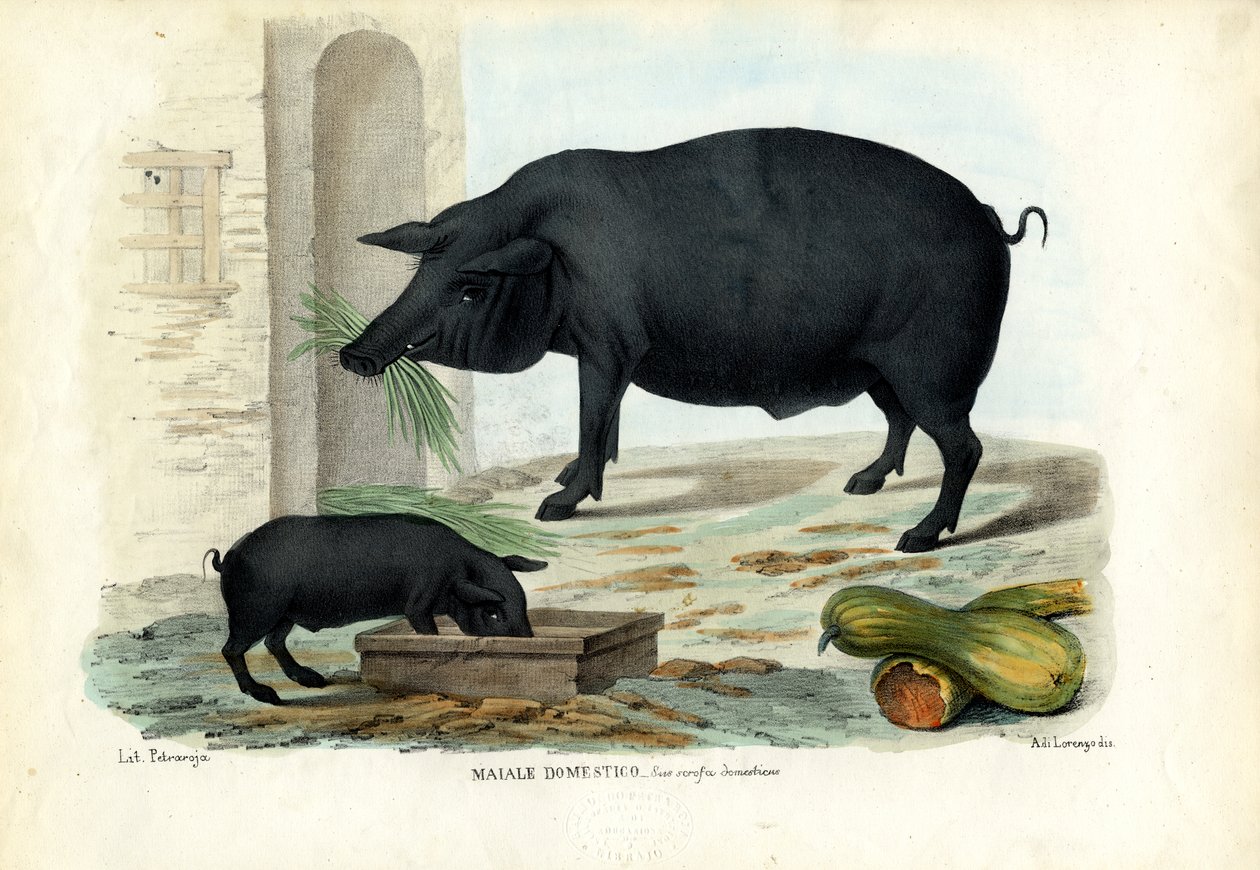Porco Doméstico, 1863-79 de Raimundo Petraroja