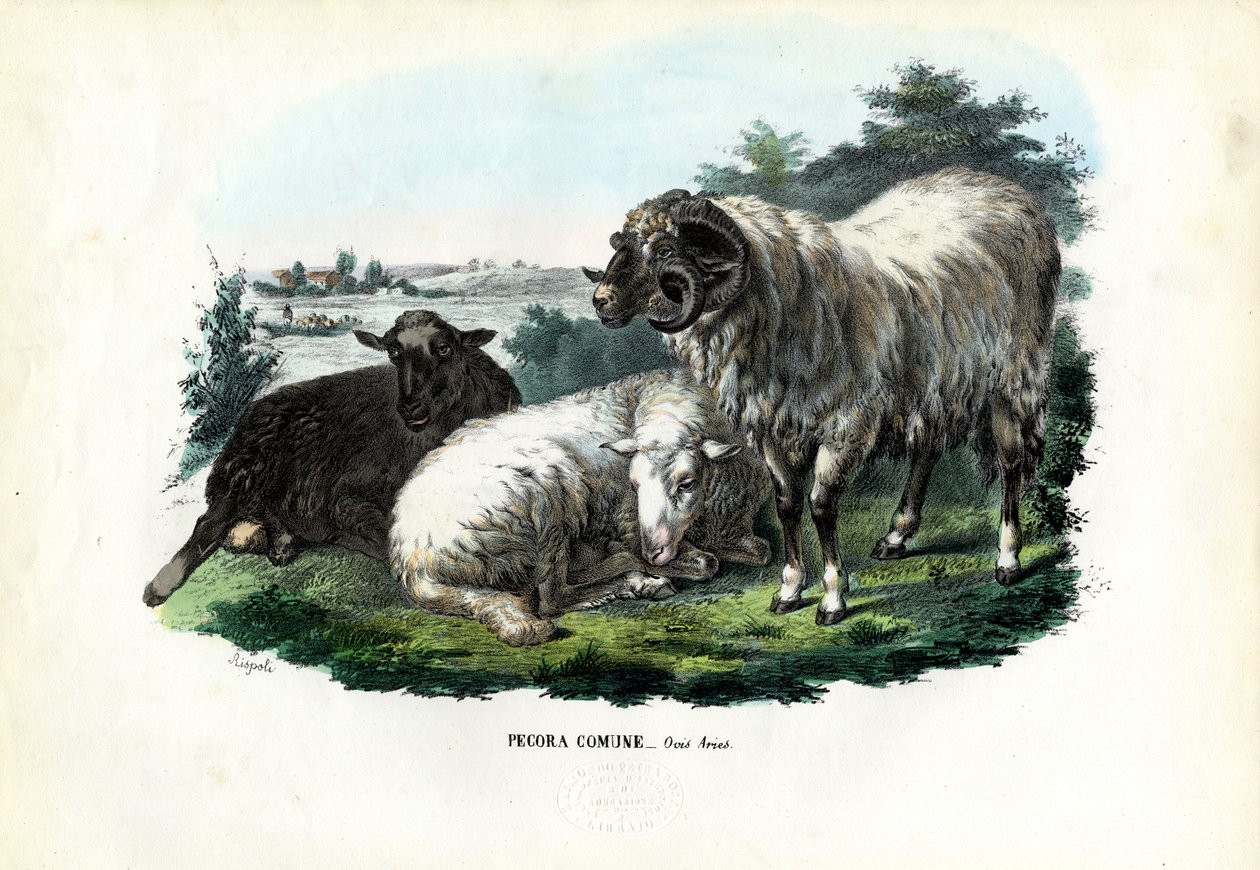 Ovelha Doméstica, 1863-79 de Raimundo Petraroja