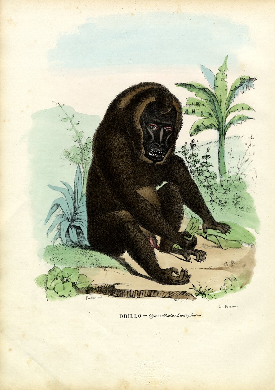 Broca, 1863-79 de Raimundo Petraroja