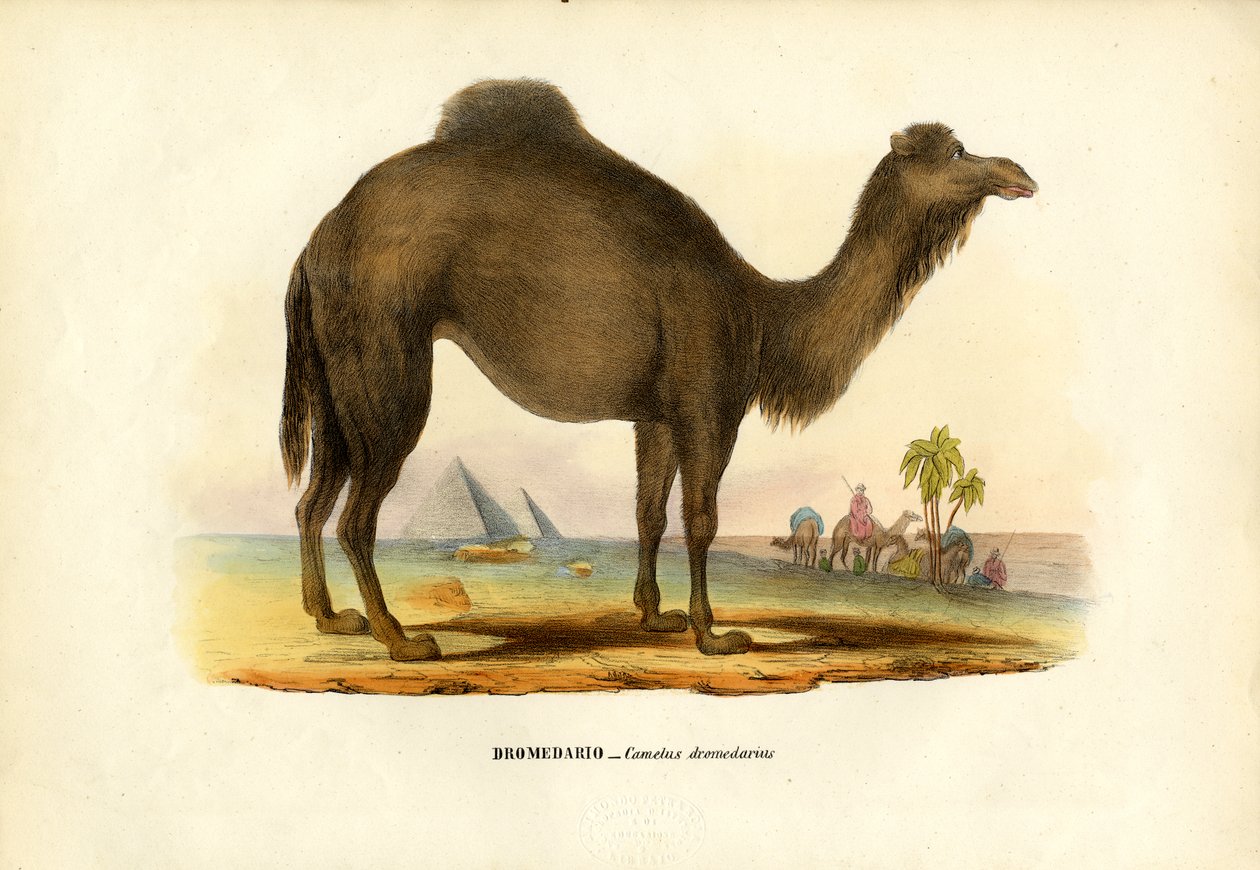Dromedário, 1863-79 de Raimundo Petraroja