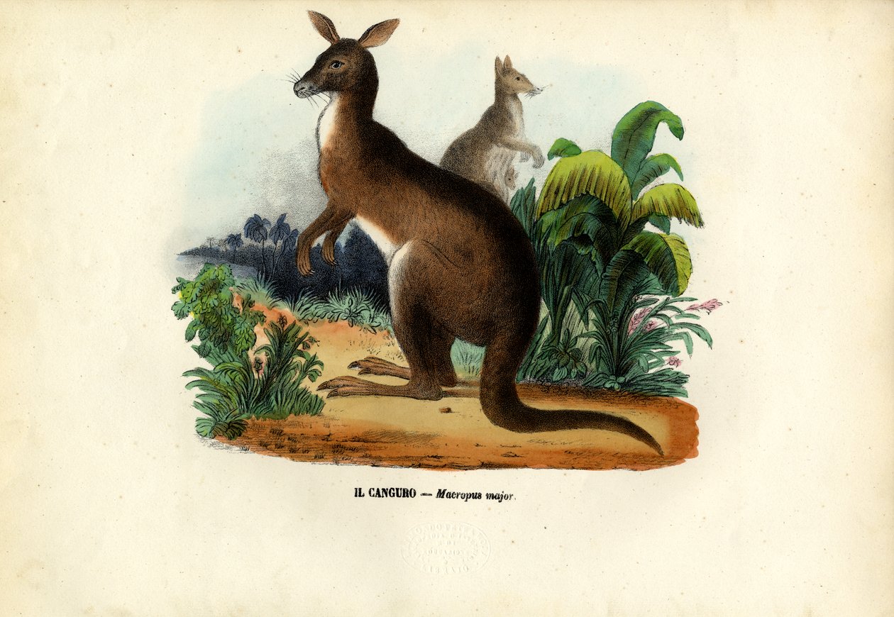 Canguru Cinzento Oriental, 1863-79 de Raimundo Petraroja