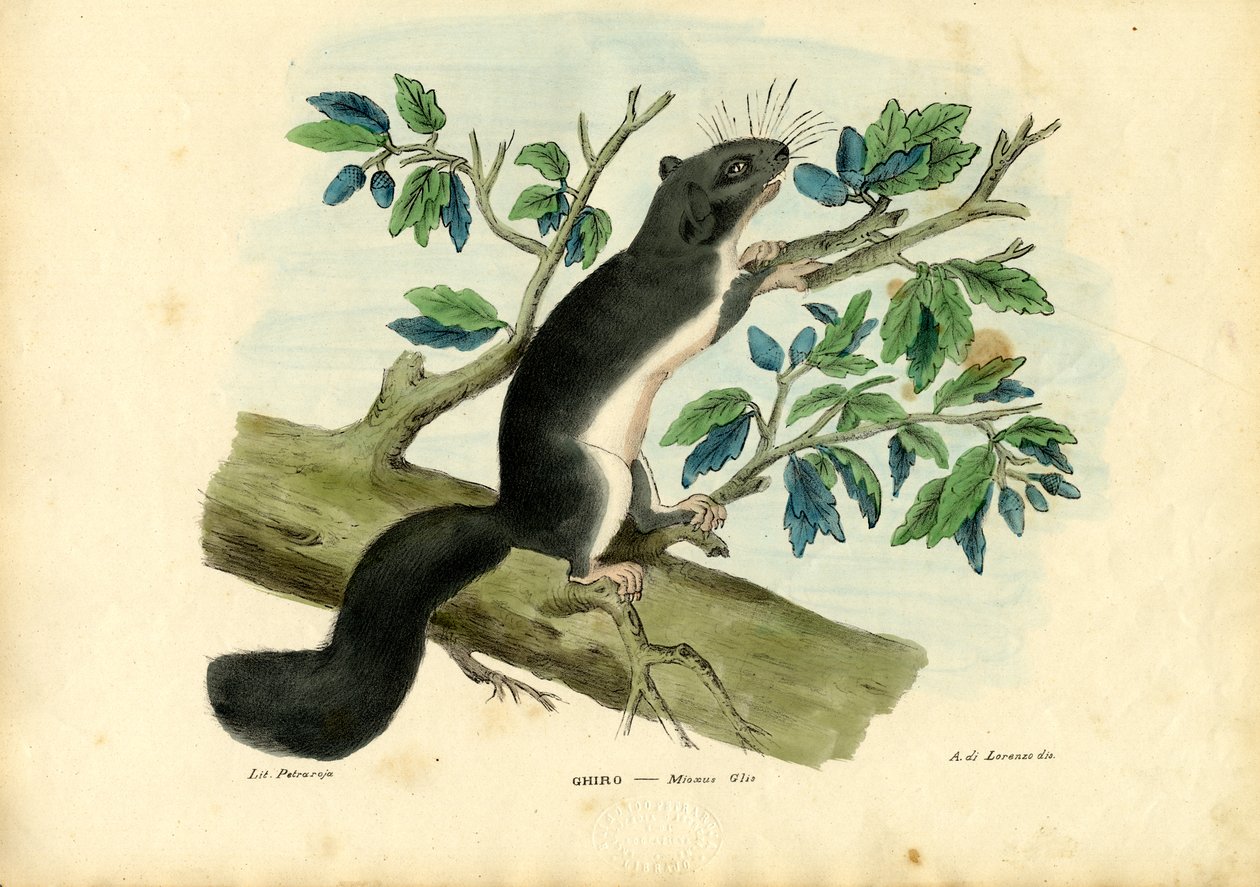 Dormouse Comestível, 1863-79 de Raimundo Petraroja