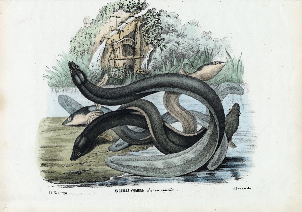 Enguia, 1863-79 de Raimundo Petraroja