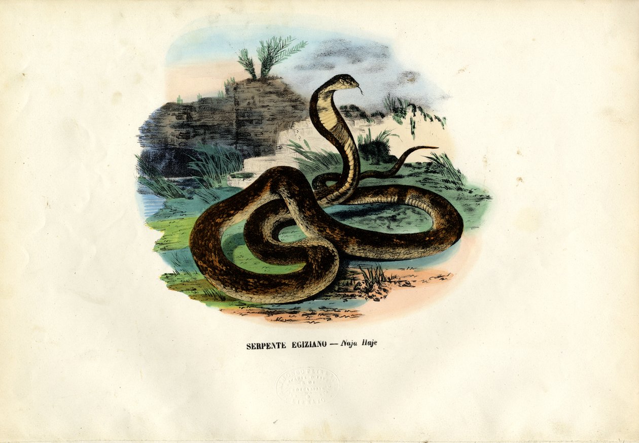 Cobra Egípcia, 1863-79 de Raimundo Petraroja