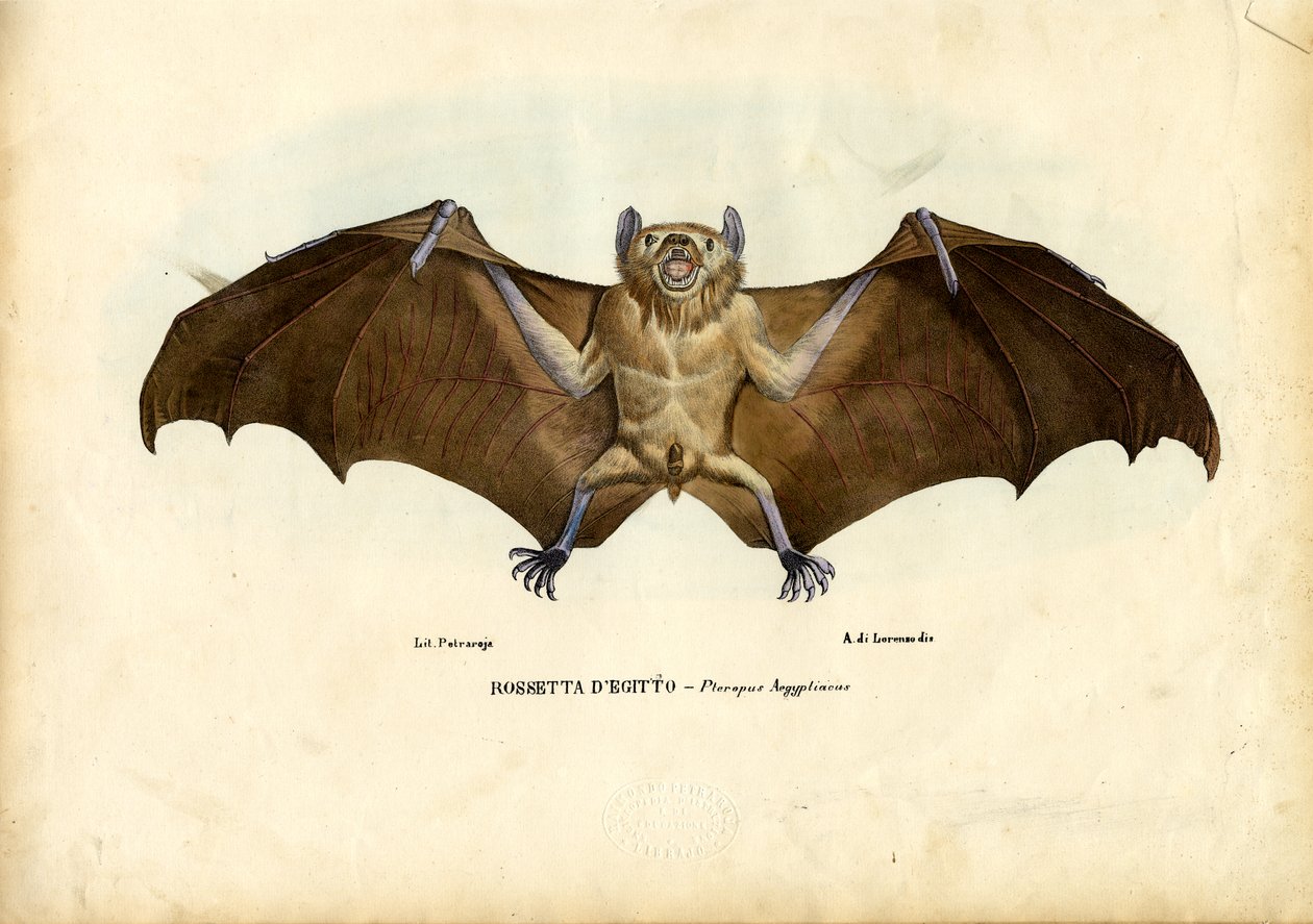 Morcego egípcio, 1863-79 de Raimundo Petraroja