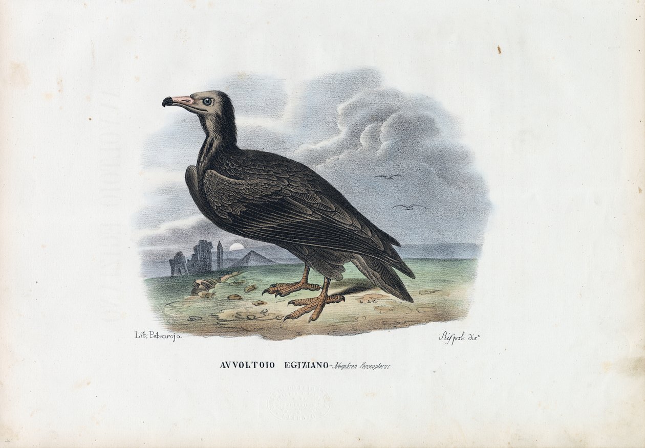 Abutre do Egipto, 1863-79 de Raimundo Petraroja