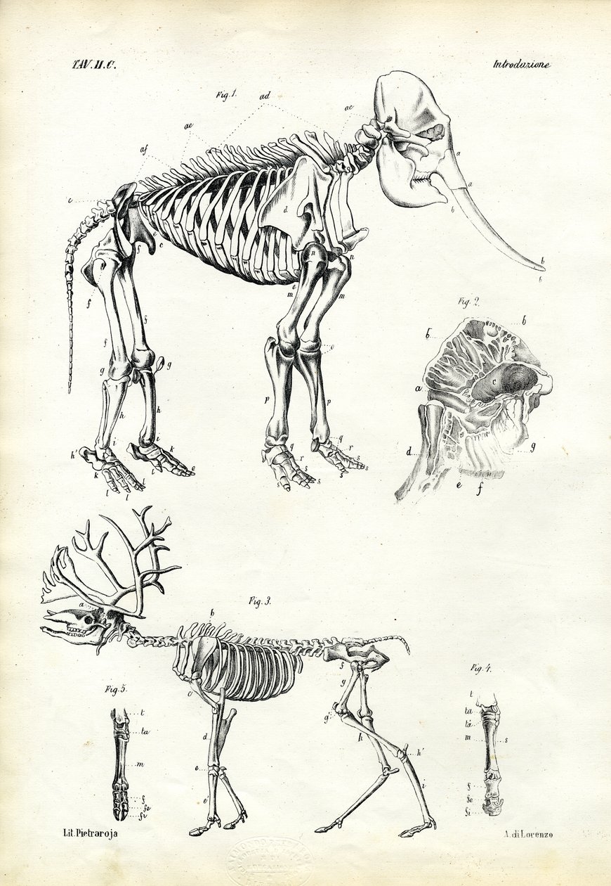 Elefante, 1863-79 de Raimundo Petraroja