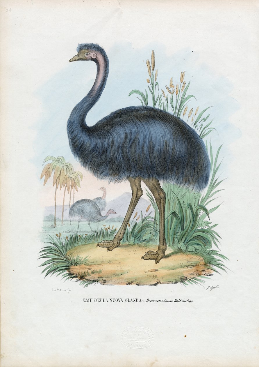 Emu, 1863-79 de Raimundo Petraroja