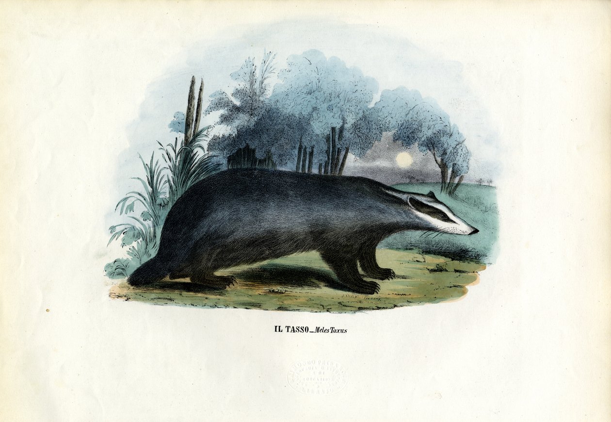 Texugo Europeu, 1863-79 de Raimundo Petraroja