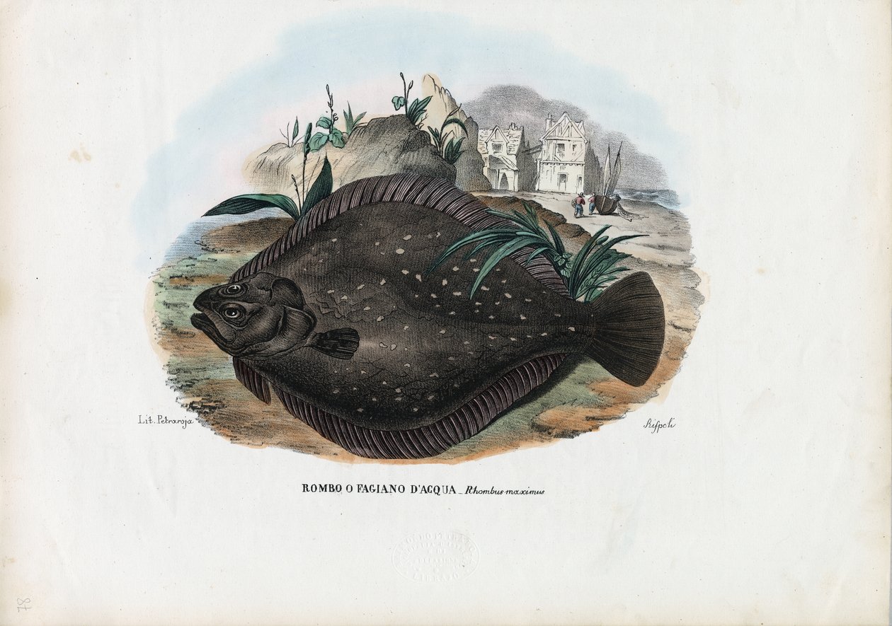 Linguado Europeu, 1863-79 de Raimundo Petraroja