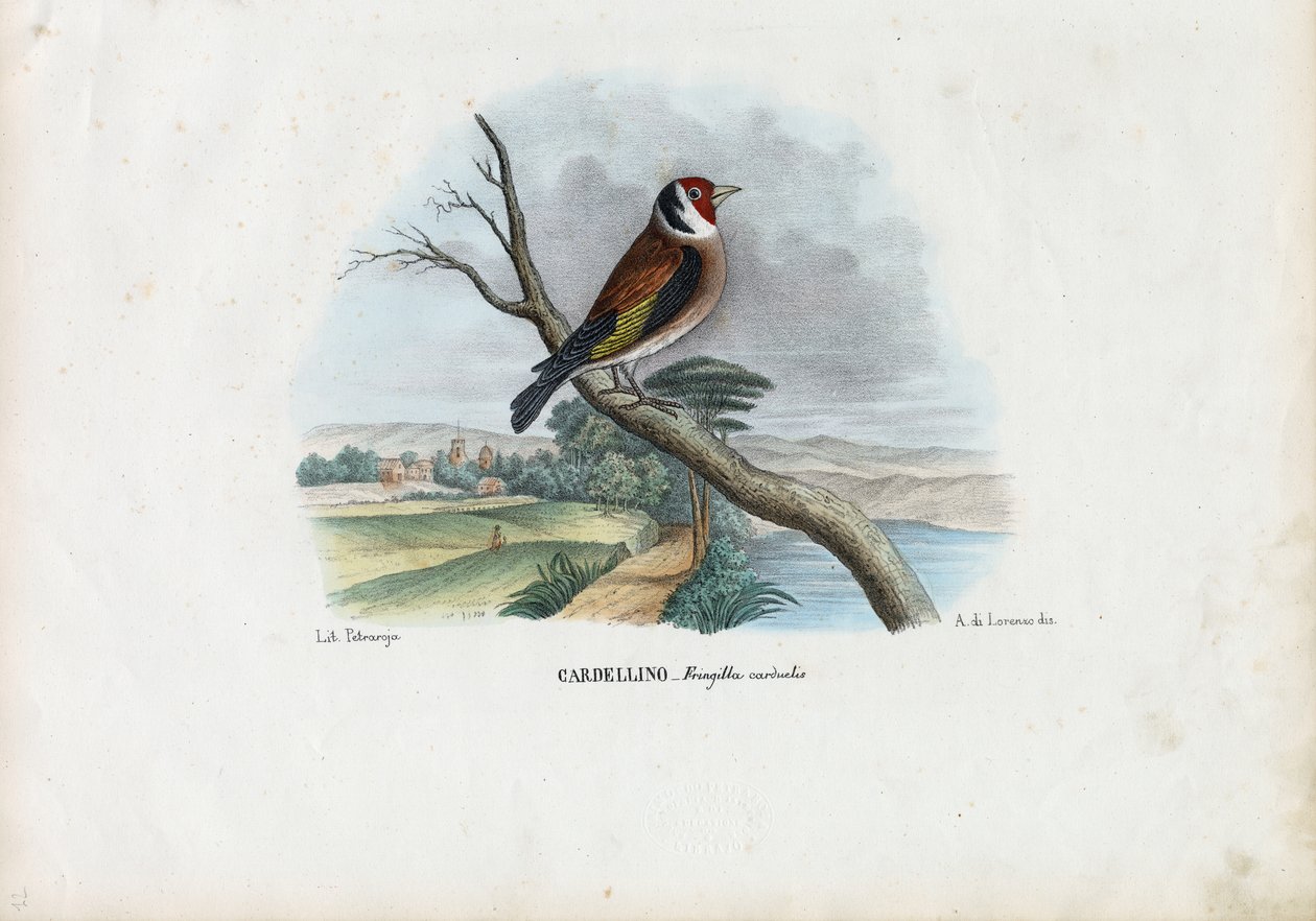 Pintassilgo, 1863-79 de Raimundo Petraroja