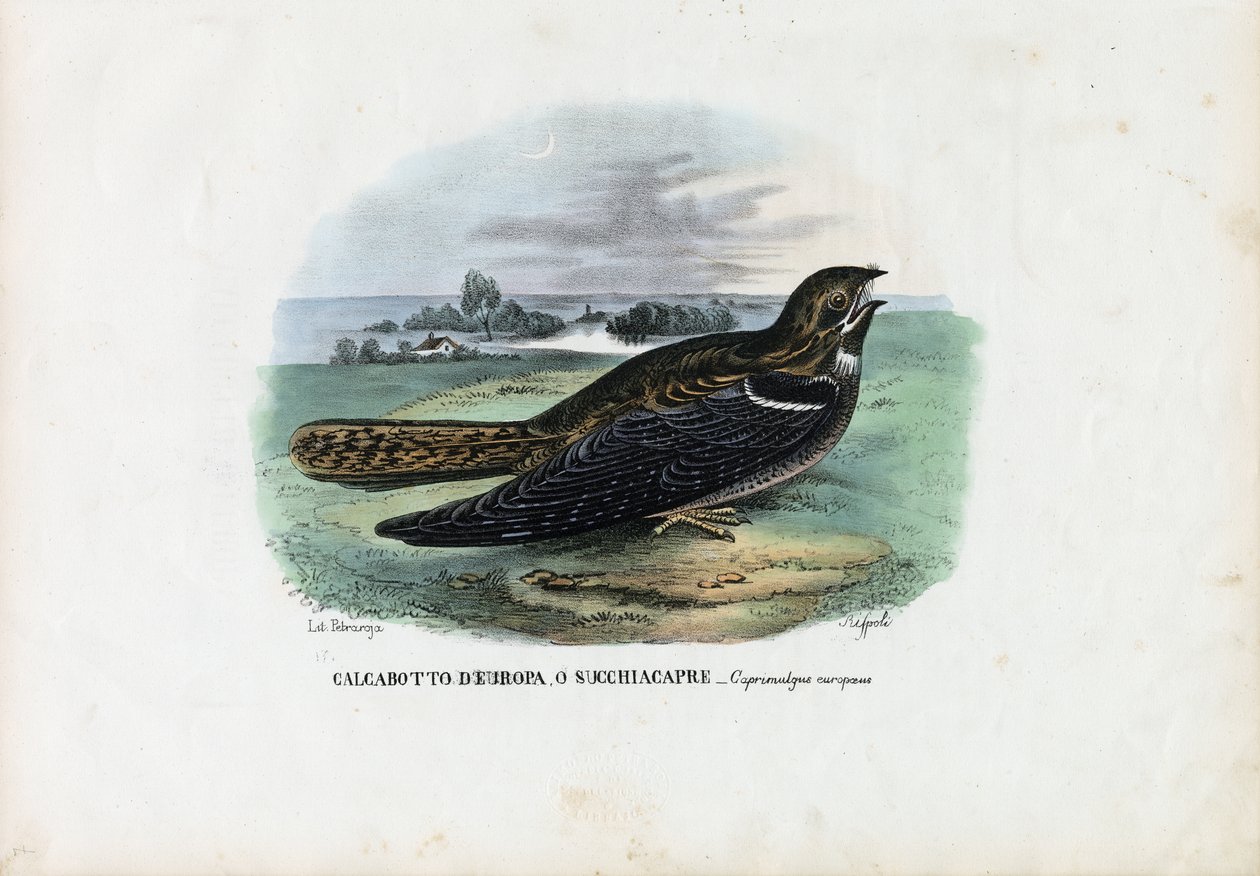 Nightjar Europeu, 1863-79 de Raimundo Petraroja