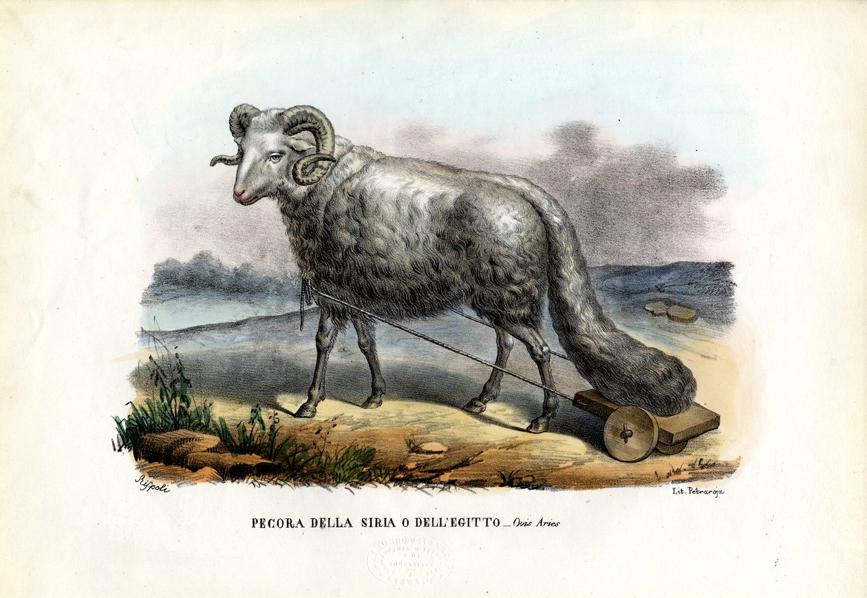 Ovelhas de Cauda Gorda, 1863-79 de Raimundo Petraroja