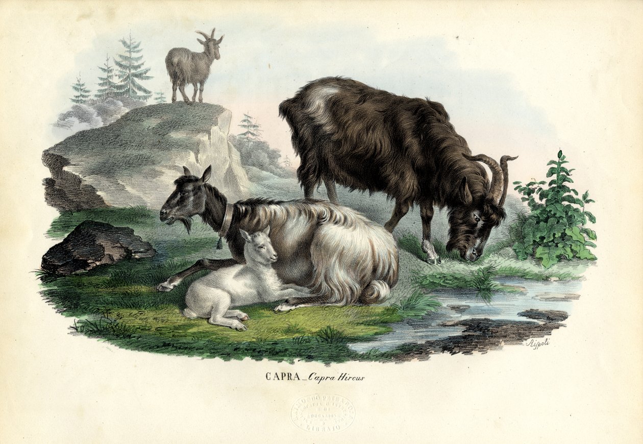 Cabra Feral, 1863-79 de Raimundo Petraroja