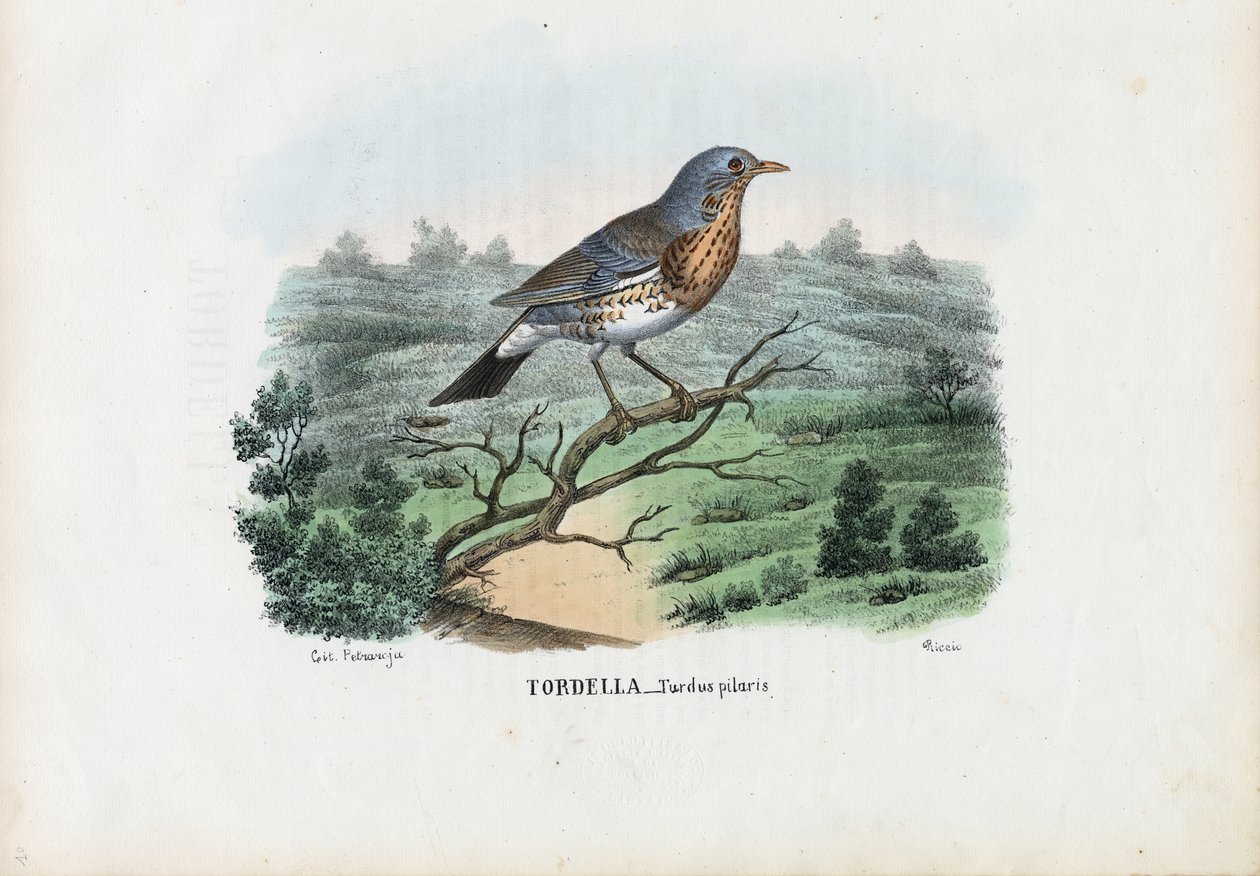Fieldfare, 1863-79 de Raimundo Petraroja