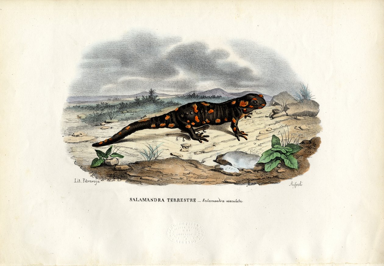 Salamandra de Fogo, 1863-79 de Raimundo Petraroja