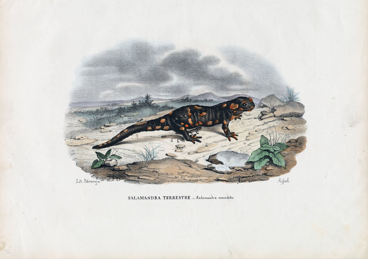 Salamandra de Fogo, 1863-79 de Raimundo Petraroja