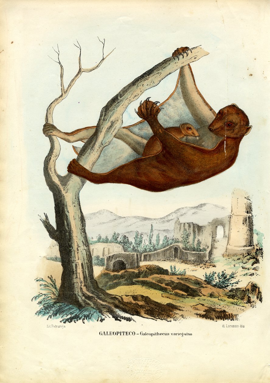 Lemur Voador, 1863-79 de Raimundo Petraroja