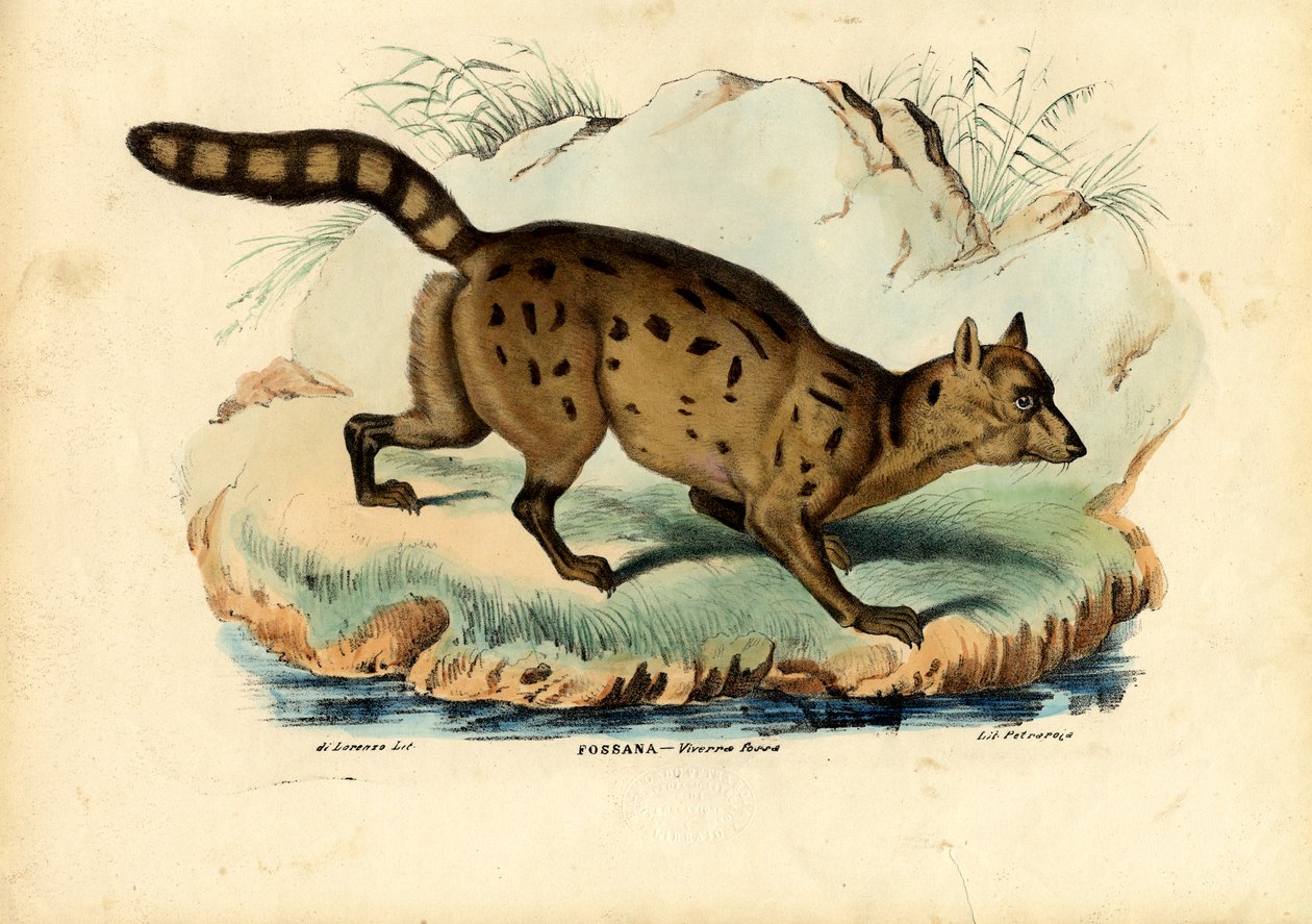 Fossa, 1863-79 de Raimundo Petraroja