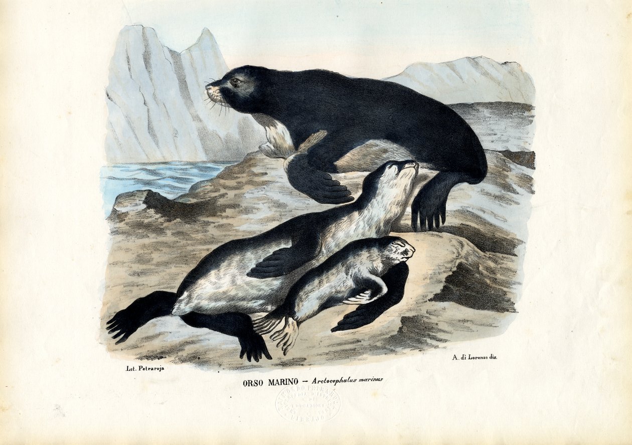 Lobo-marinho, 1863-79 de Raimundo Petraroja