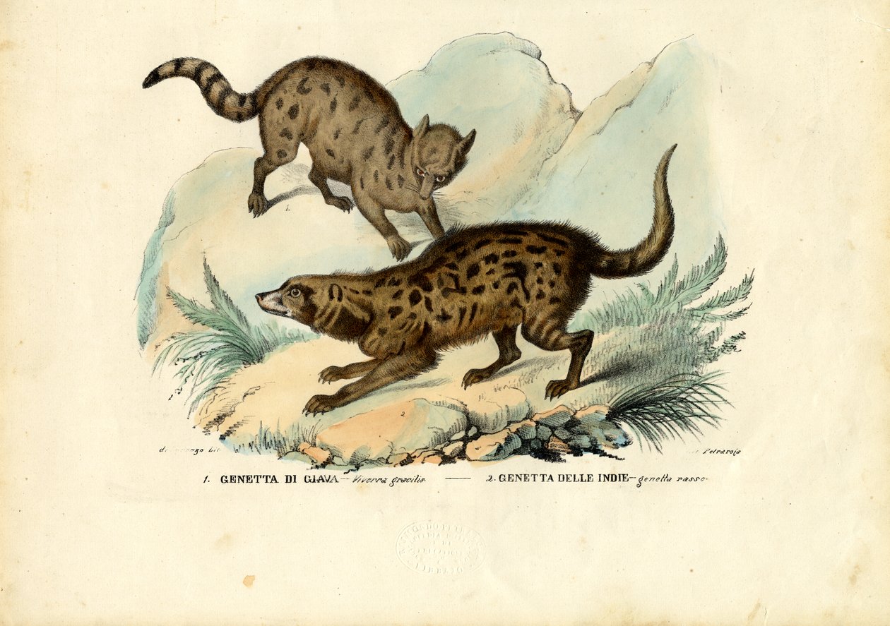 Genet, 1863-79 de Raimundo Petraroja