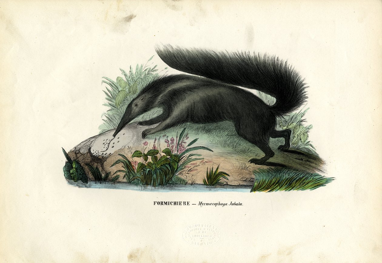 Tamanduá Gigante, 1863-79 de Raimundo Petraroja