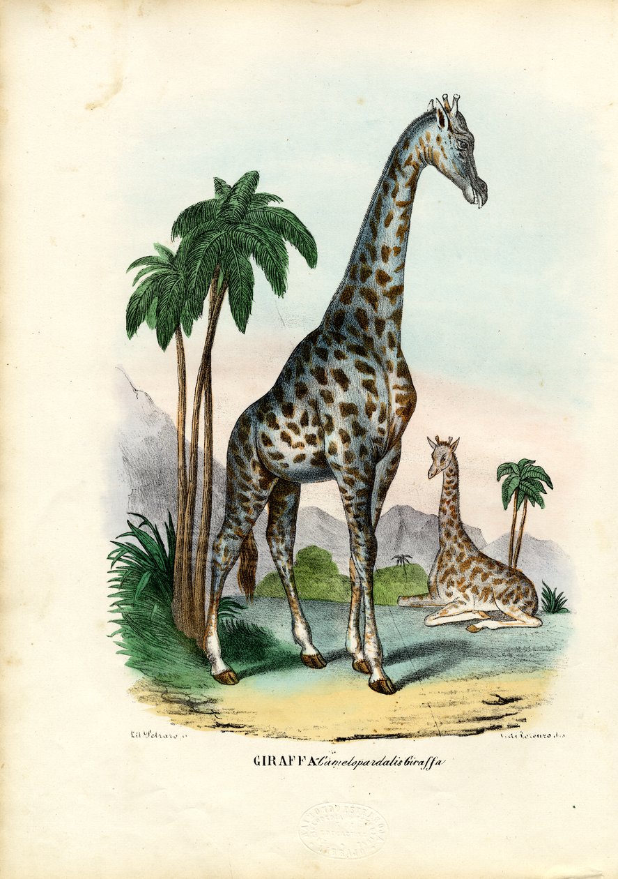 Girafa, 1863-79 de Raimundo Petraroja