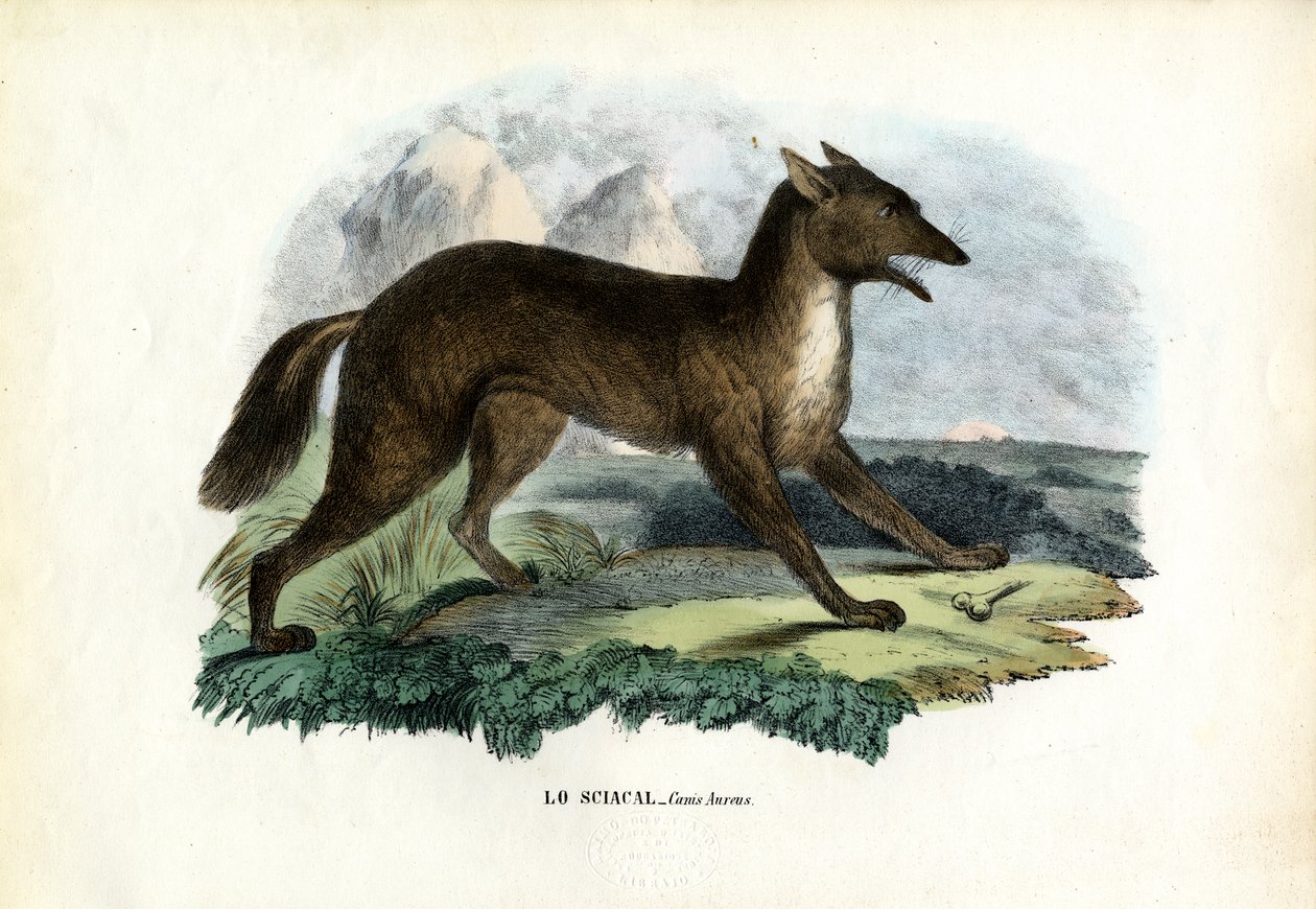 Chacal Dourado, 1863-79 de Raimundo Petraroja
