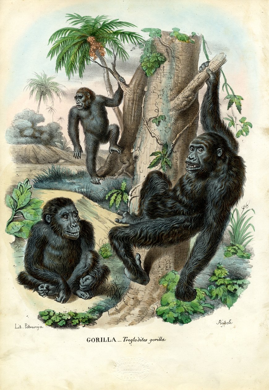 Gorila, 1863-79 de Raimundo Petraroja